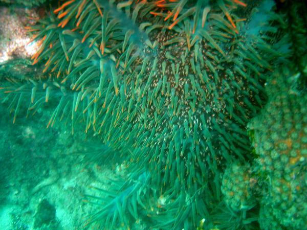 Crown of thorns starfish 