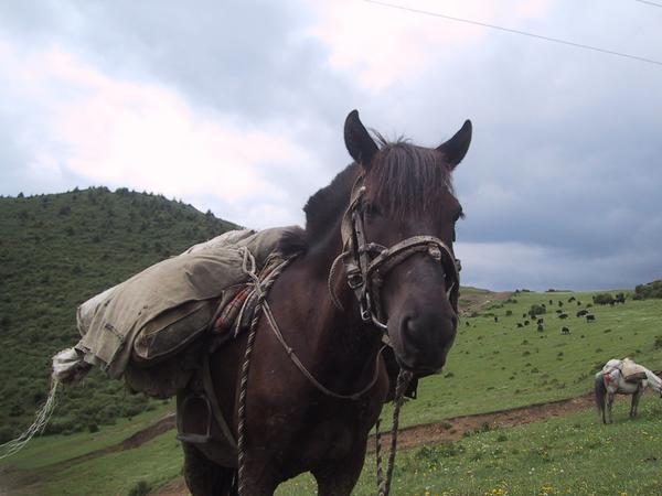 Curious and friendly horse in Songpan