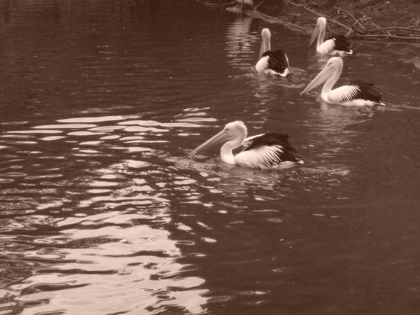 Pelicans at Healesville