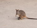 Another rock wallaby!