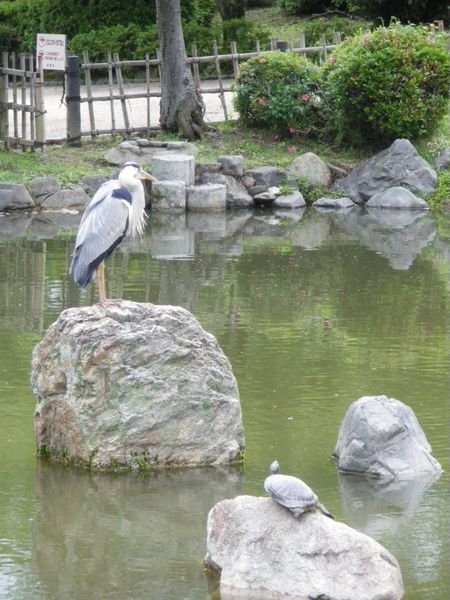 Heron and the Turtle!