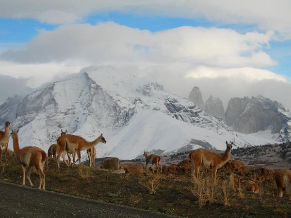 guanacos in Torres Del Paine