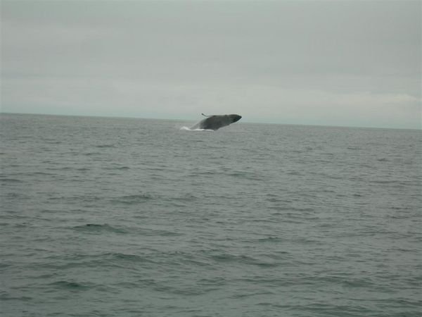 breaching of the whale