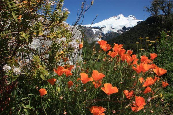 Amancay bloemen met Cerro Tronador