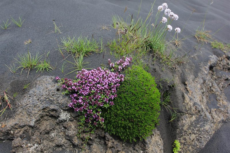 Moss campion in the volcanic ash