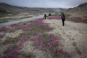 The national flower of Greenland is the purple Niviarsiaq