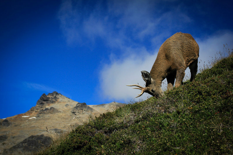 Endangered Huemul. Andean Deer.