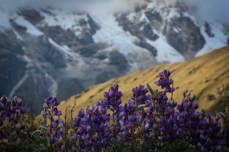 Flowering lupines at the foot of Nevado Ulta (5875m). 