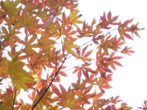 more leaves