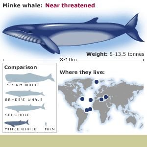 minke whale...yum yum...