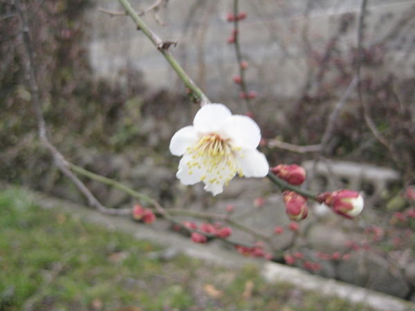 The first blossom of spring