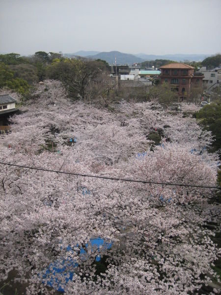 the sea of sakura