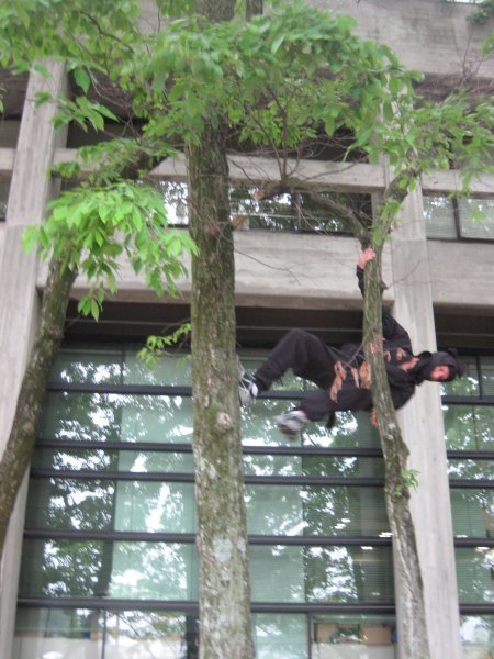 ninja-ing the tree