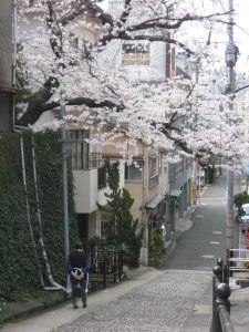 blooming sakura