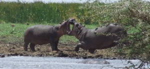 hippos!!