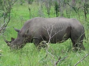 Rhino at last!