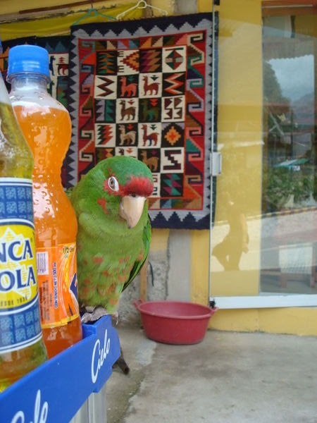 A parrot selling drinks in the street