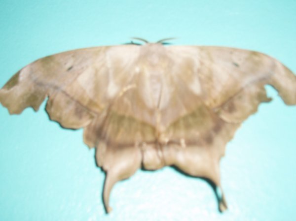 moth on the wall
