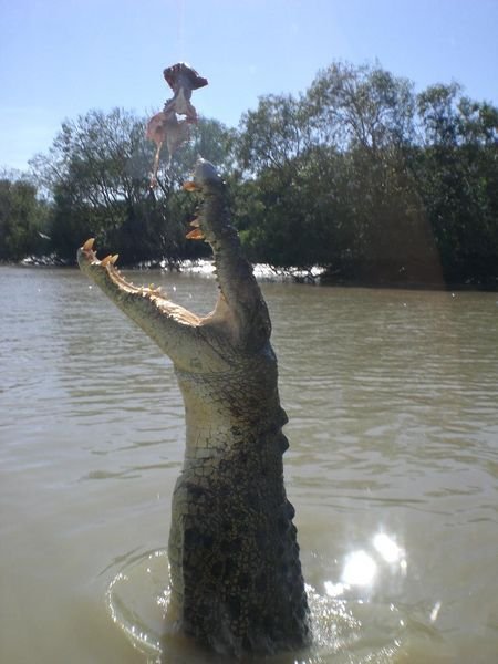 Krokodilsfuetterung