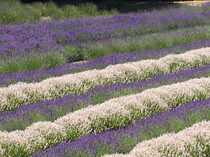 Never enough lavender