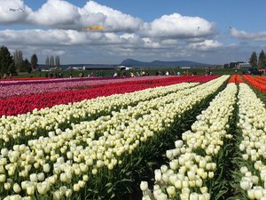 Acres of Tulips