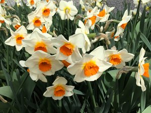 Daffodils a plenty