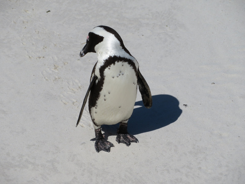 African penguin 