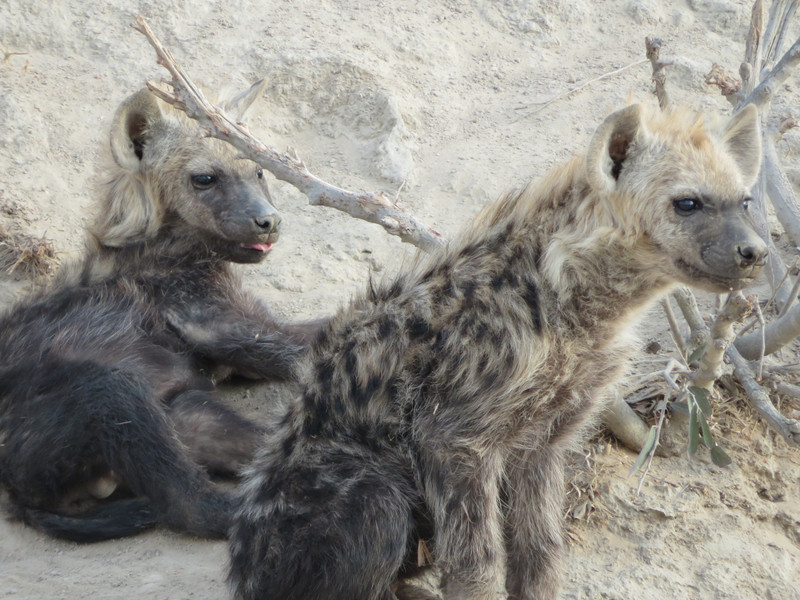 Hyenas guarding babies