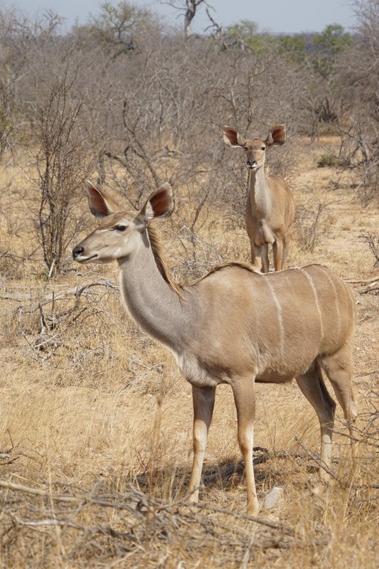 Another Kudu