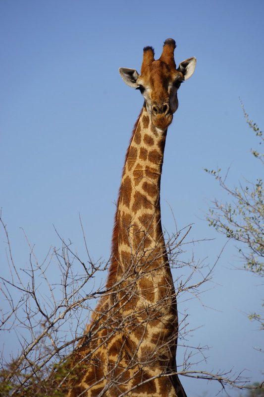 Love the Giraffes