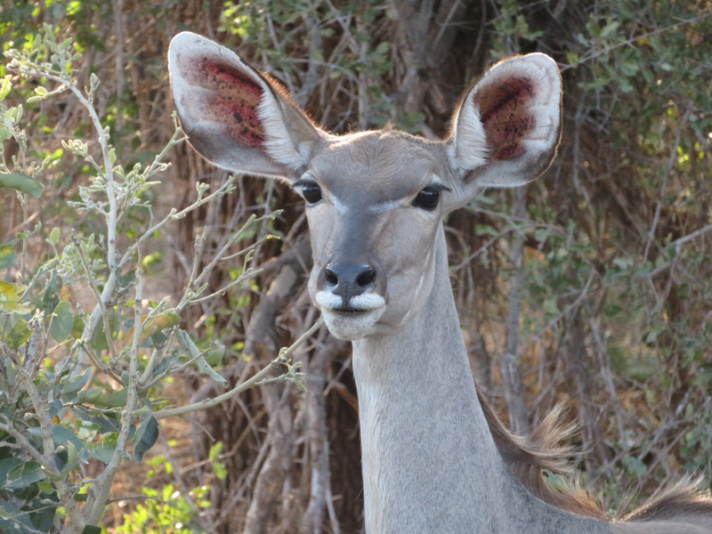 Curious Kudu