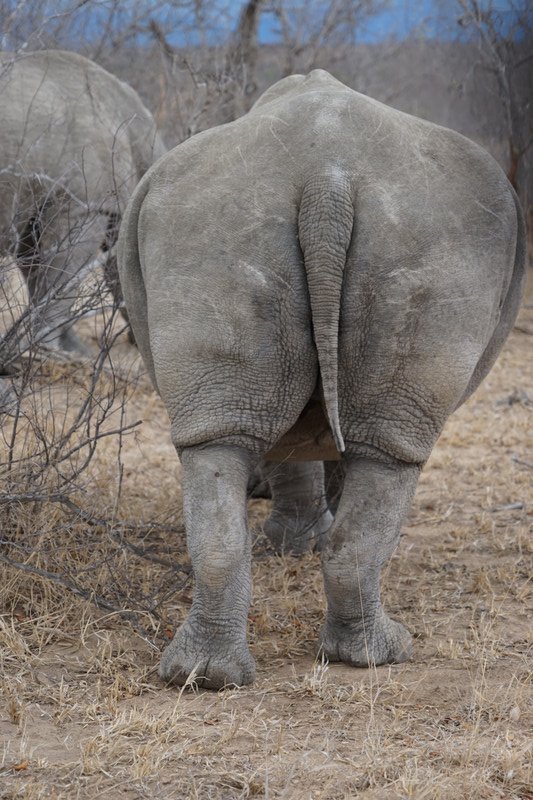 Rhino says goodbye