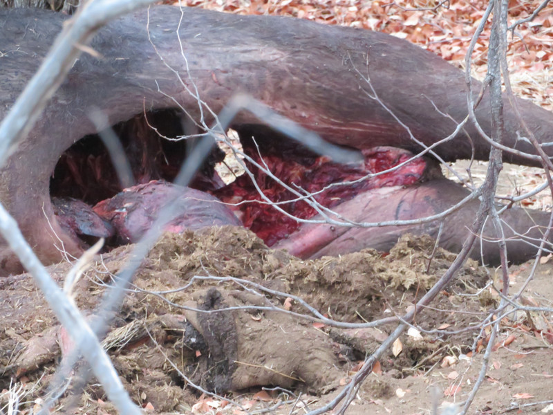 Carcass of Buffalo