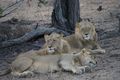 Bachelor group of lions