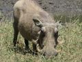Warthog... weird and wicked looking