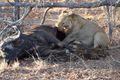 Lion eating his Kill