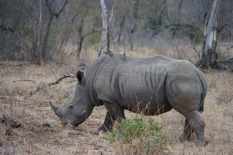 Rhinos are massive animals