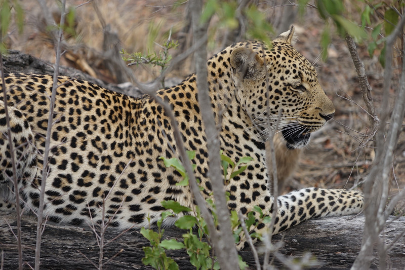 Another leopard picture