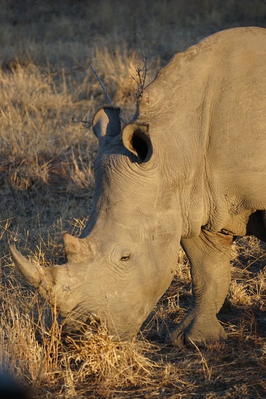 Rhino and friend