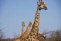 A Tower of Giraffes