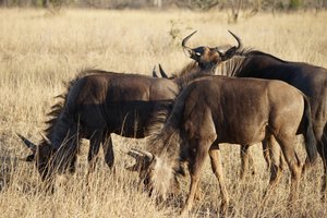 Wildebeest stay in groups