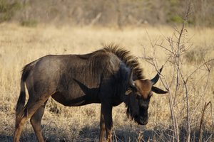 A wildebeest
