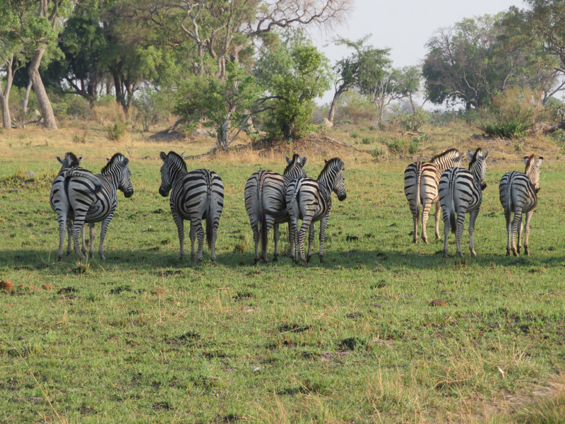 Herds of Zebra