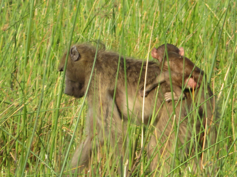 Mother baboon and young one