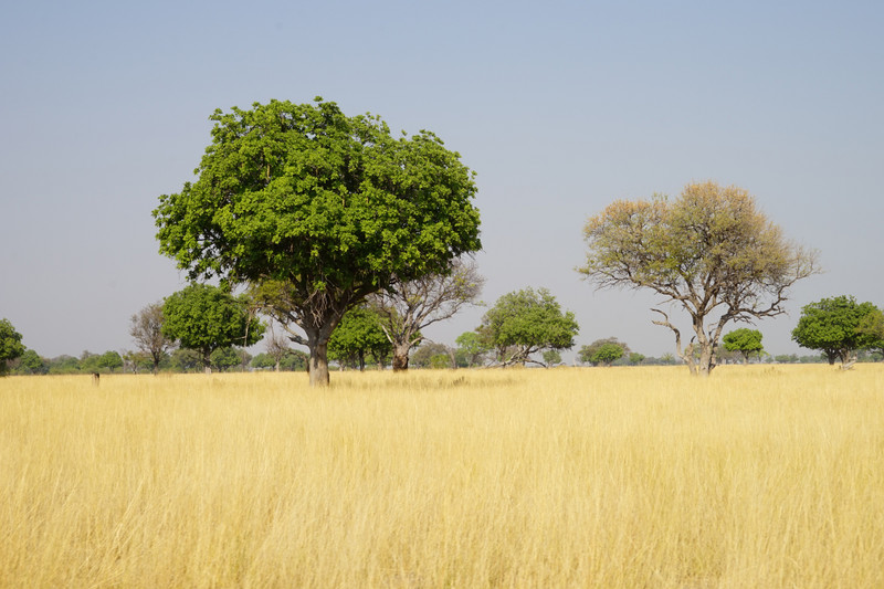 Botswana Meadows