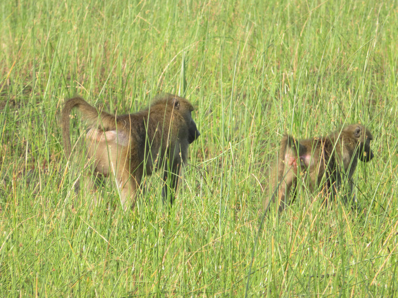 Baboons on the move