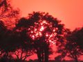 Sunset colors illuminating a tree