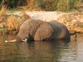 Elephant cooling off in the Zambezi