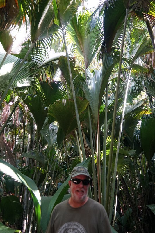 Giant palms