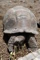 Pre-historic looking tortoise